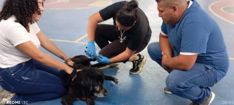 Más de 70 animales de compañía reciben atención médica en el municipio Libertador