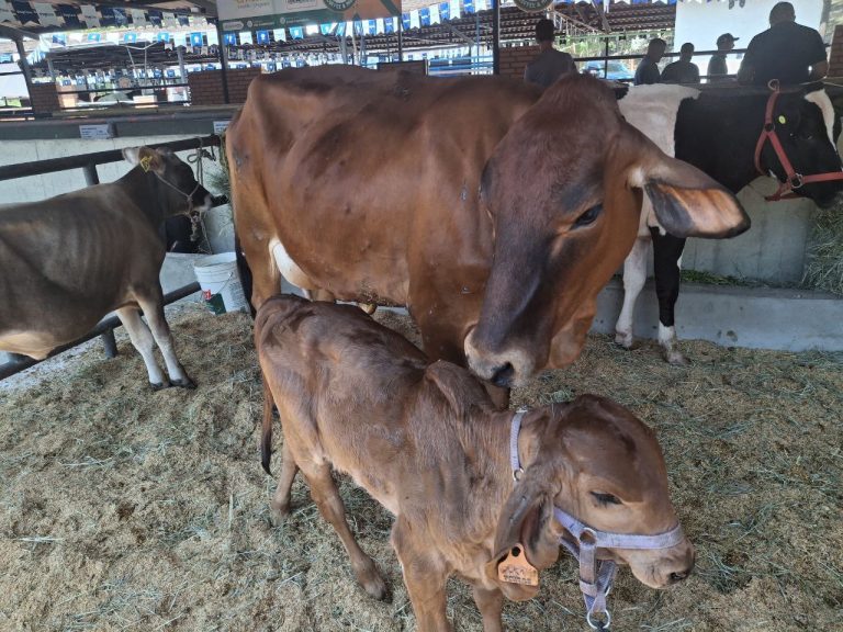 Inaugurada Exposición Agropecuaria Mérida 2026
