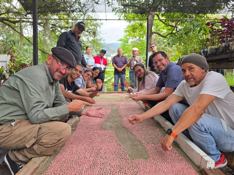 Se proyecta la producción de 30 mil plántulas de café de especialidad