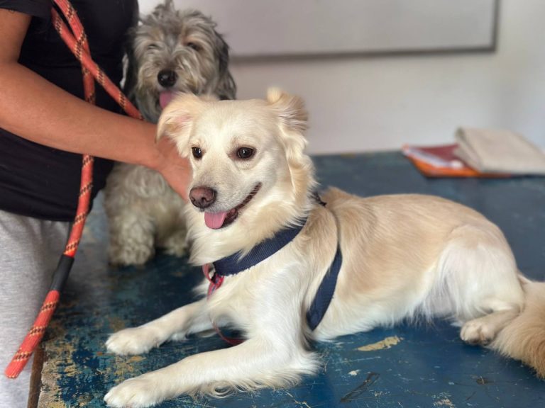 ​Mascotas de la comuna Bicentenario 16 de Septiembre recibieron atención gratuita