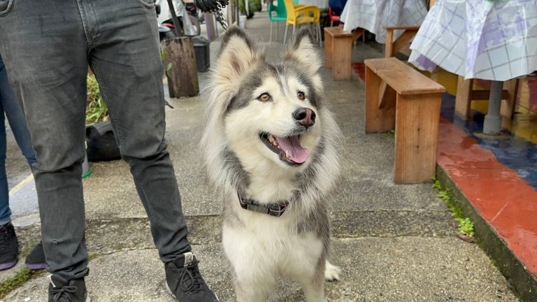 Alcalde Nelson Álvarez realizó jornada de salud integral para animales en la parroquia Milla