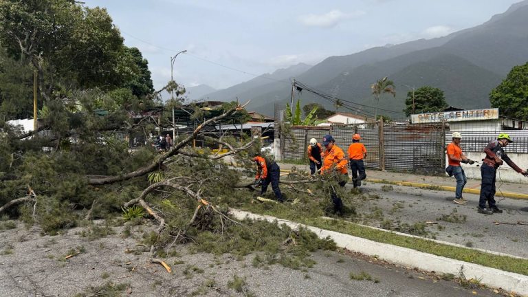 Protección Civil Municipal realiza tala controlada de pino en la avenida Urdaneta